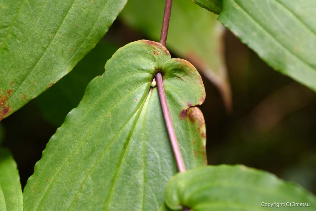 御岳山・ロックガーデンの、タマガワホトトギスの、葉