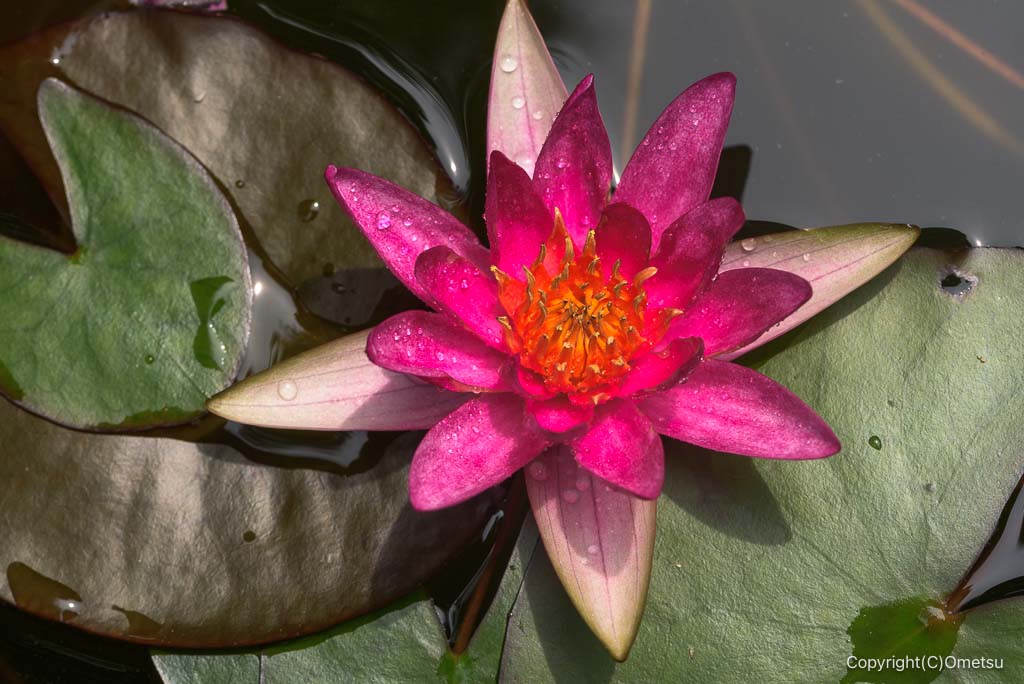 瑞穂町・Gallery喫茶 小仏 の、睡蓮