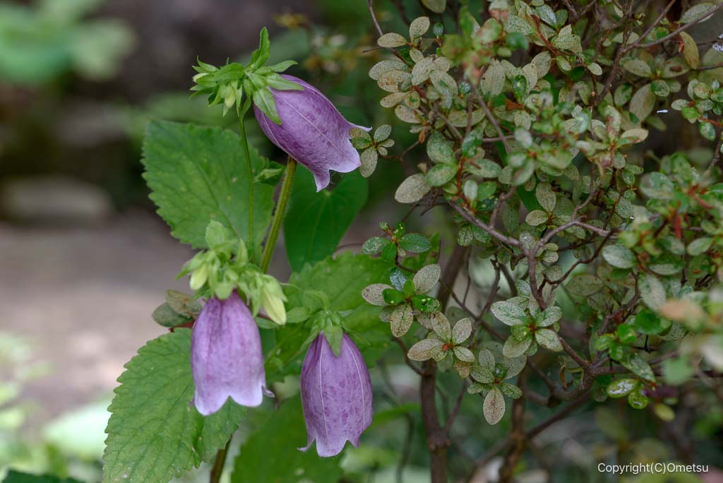 瑞穂町・Gallery喫茶 小仏 の、ホタルブクロ