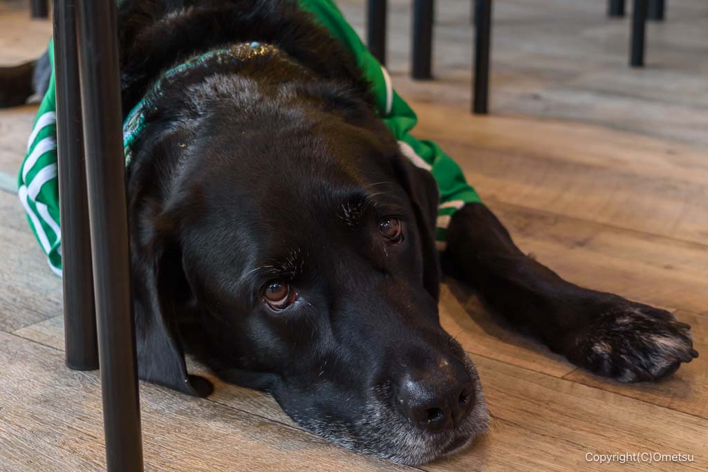 福生「Cafeどす」の、犬