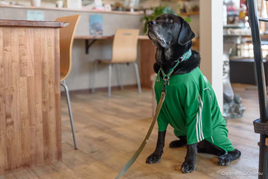 福生「Cafeどす」の、ラブラドール・レトリバー