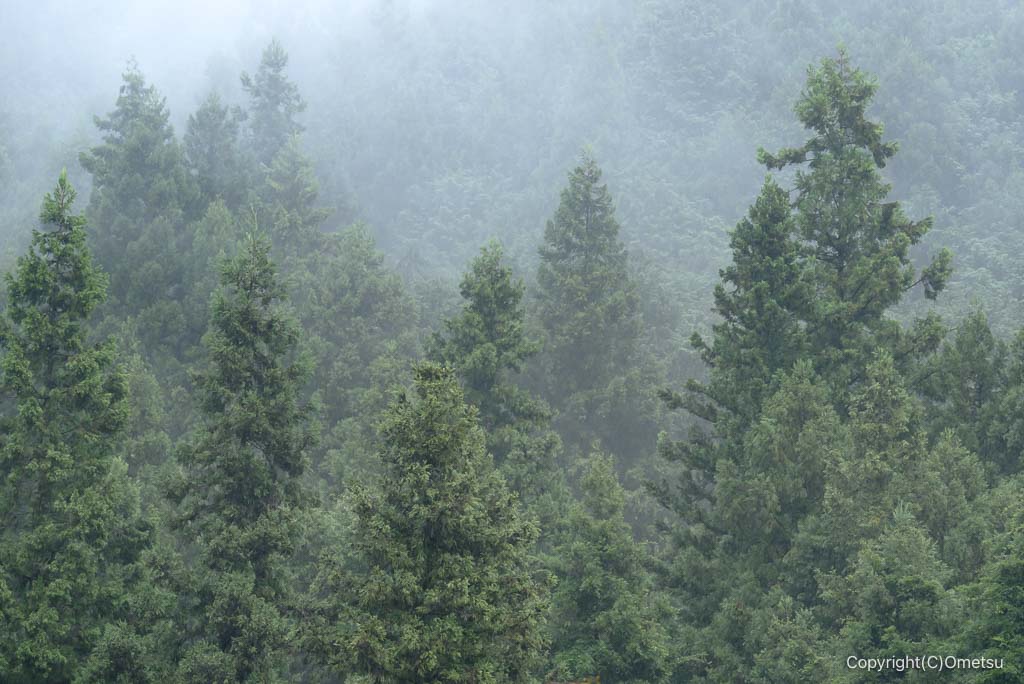 青梅市・青渭神社・里宮近くの、霧の森