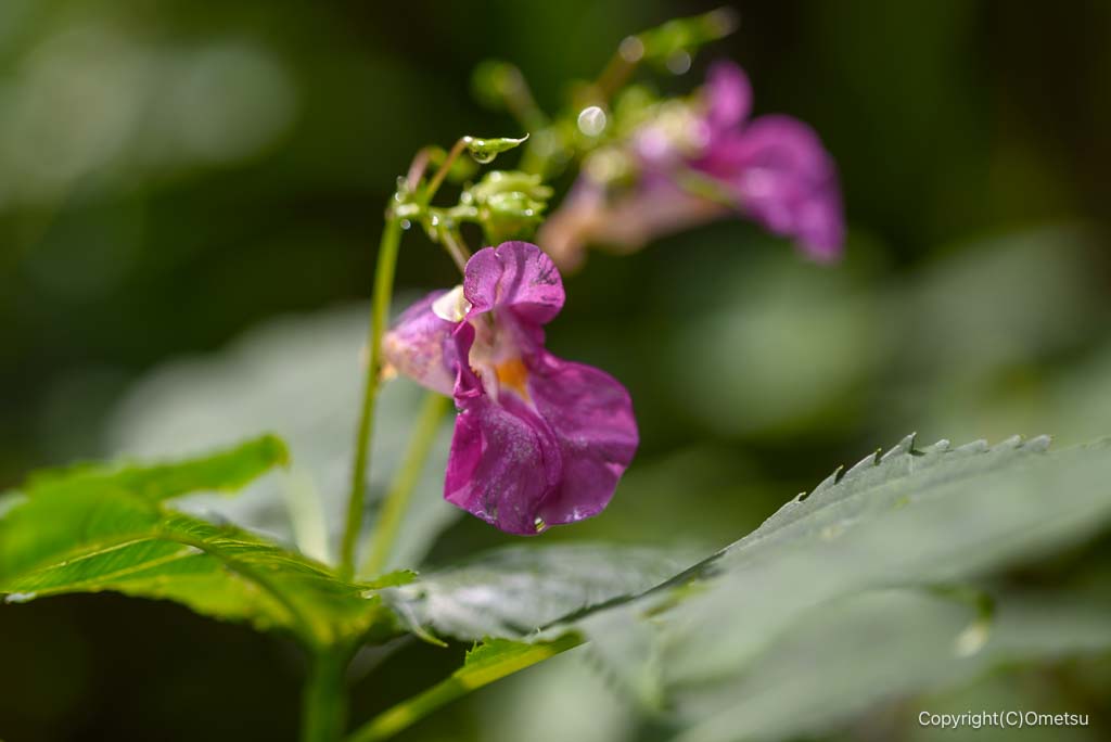 青梅市・久石山不動尊 参道の、ツリフネソウ