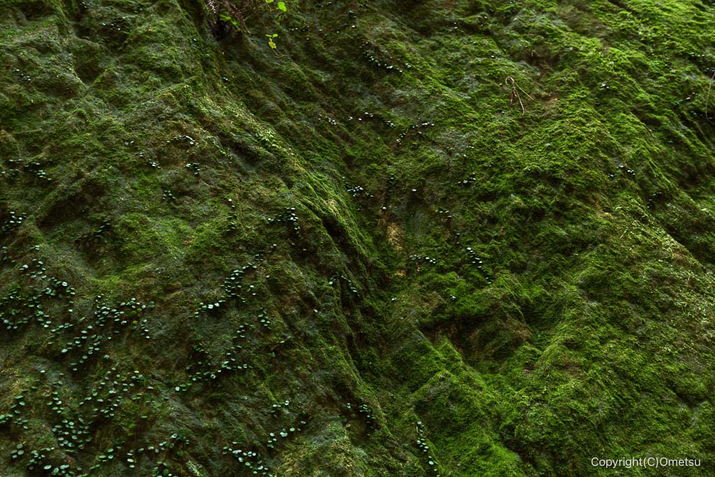 青梅市・久石山不動堂の、岩の苔