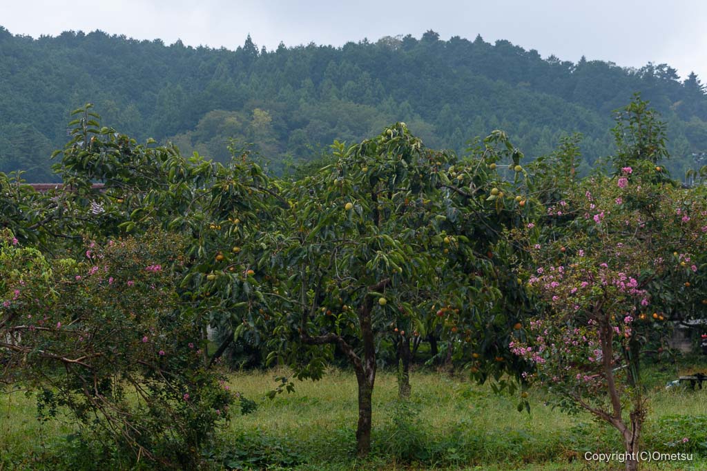 青梅・長渕の「農園レストラン旬」の畑