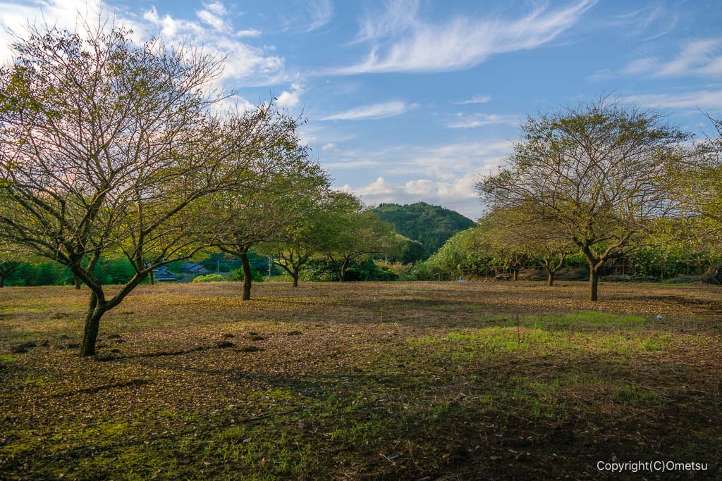 青梅・岩蔵温泉付近の光景