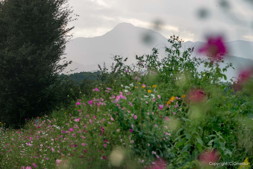 青梅・霞川遊歩道からの大岳山