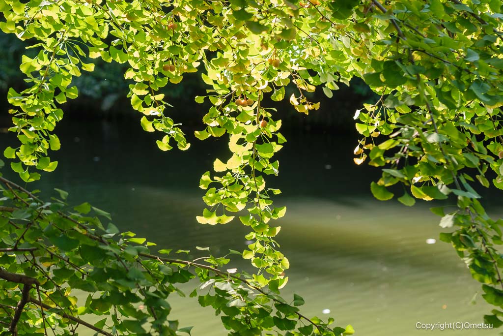 練馬区立・武蔵関公園の池とイチョウ