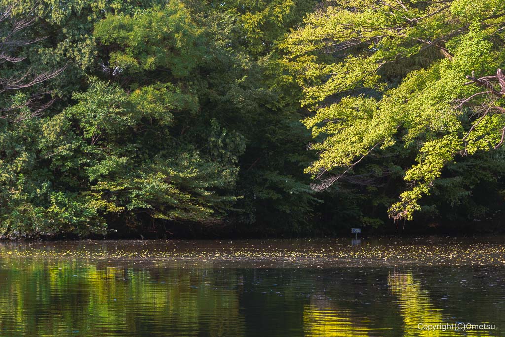 練馬区立・武蔵関公園の池
