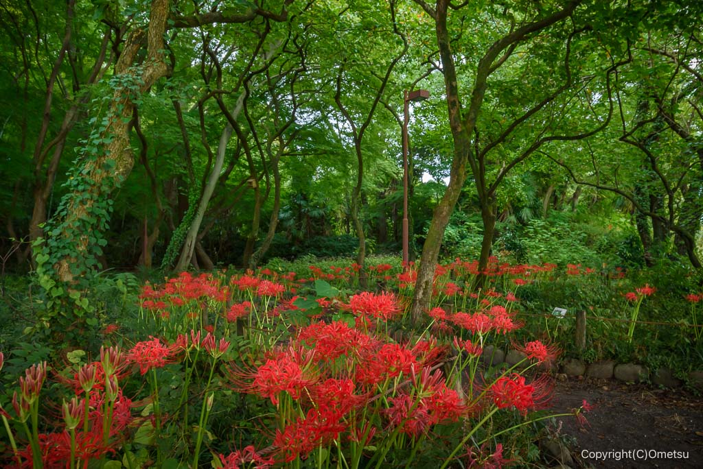 羽村市・踊子草公園の、彼岸花