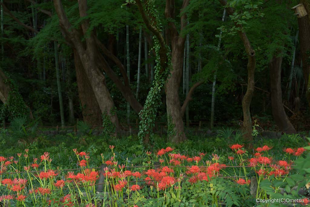 羽村市・踊子草公園の、彼岸花の林