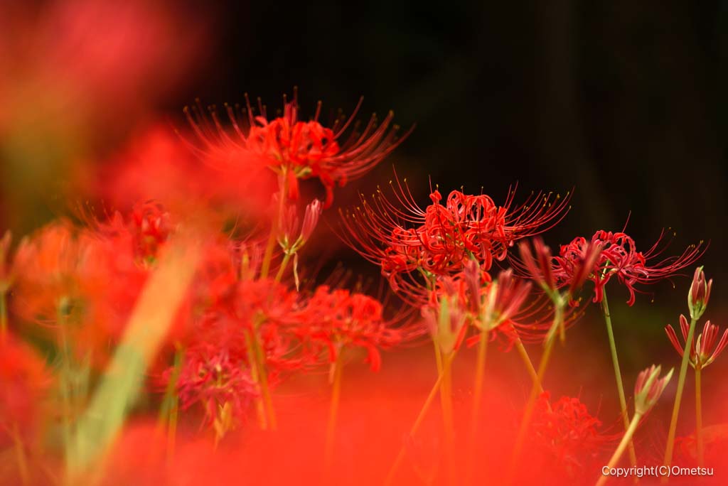 羽村市・踊子草公園の、彼岸花