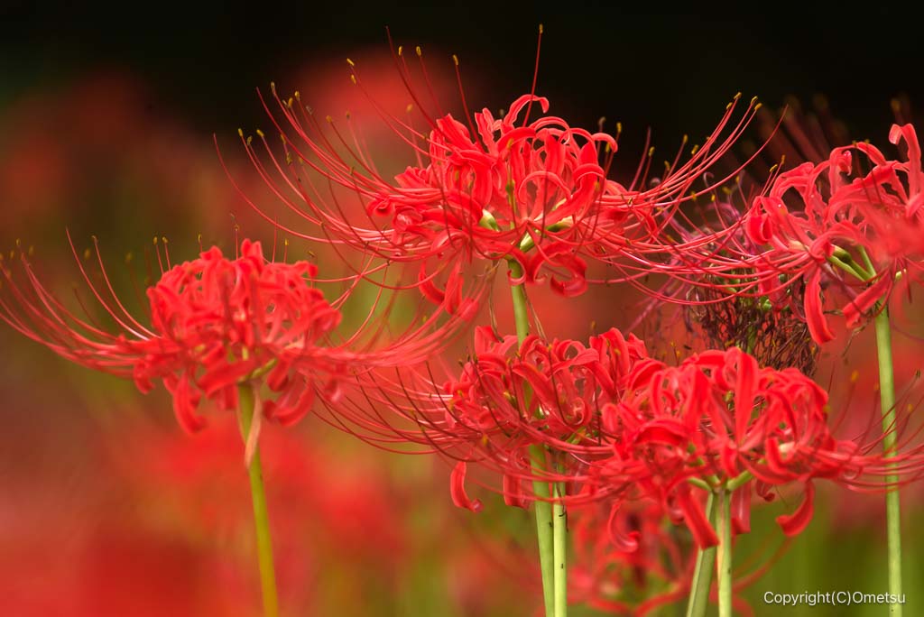 羽村市・踊子草公園の、彼岸花