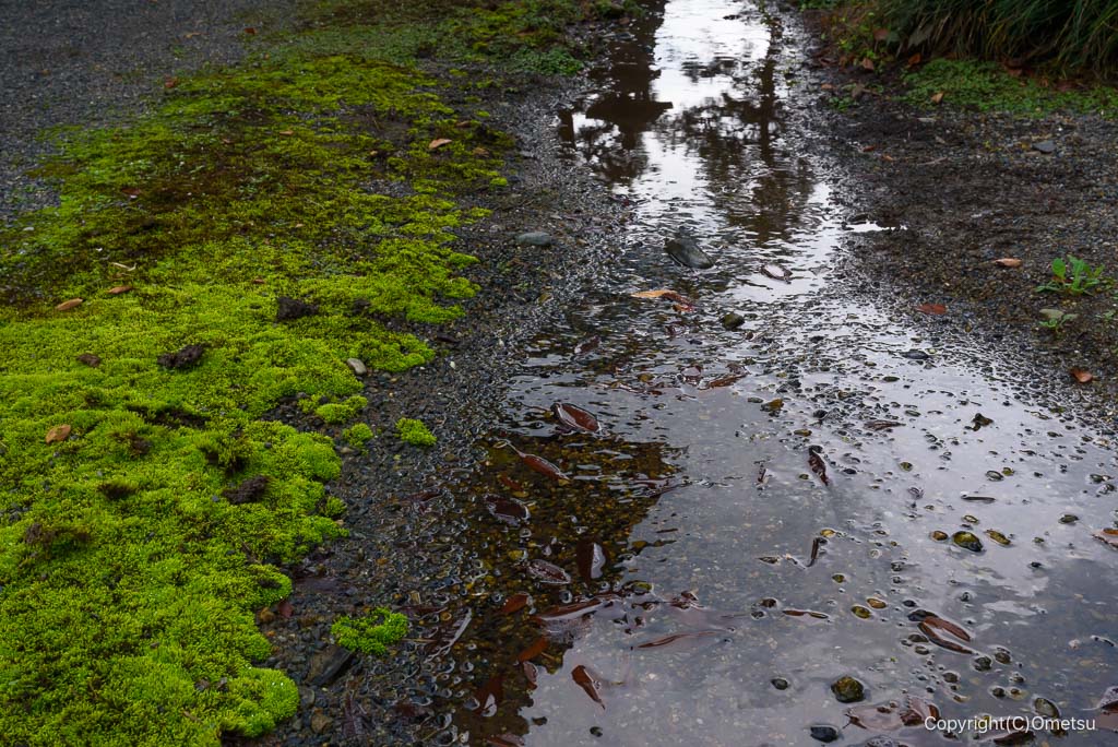 羽村市・一峰院の、沢