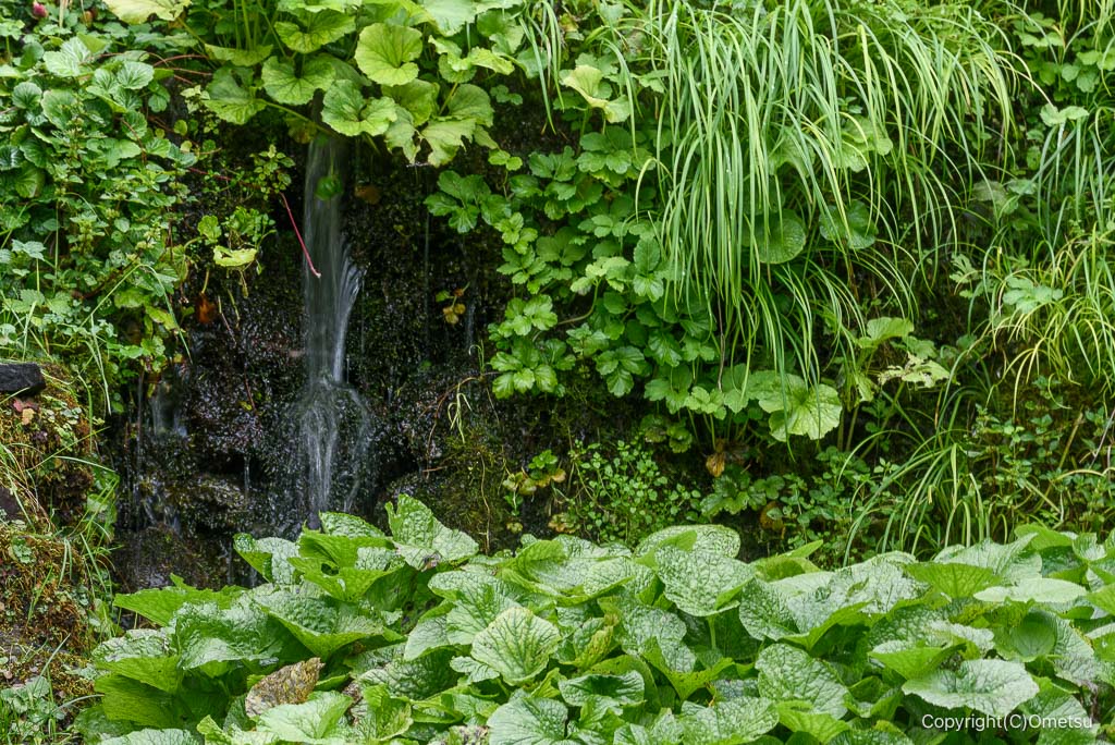 奥多摩町のワサビ畑