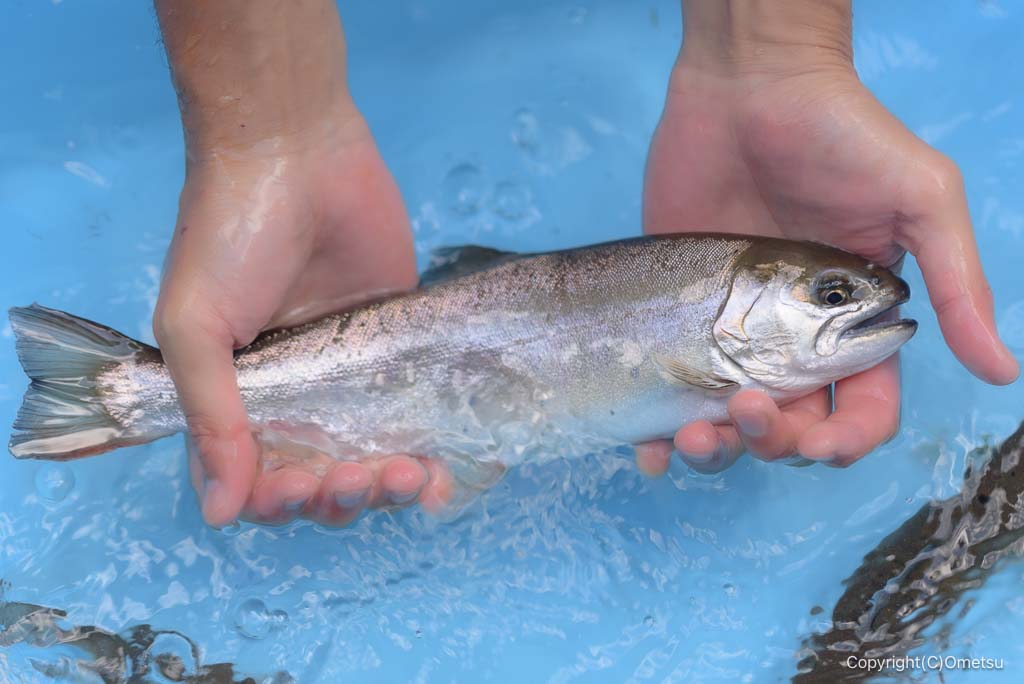 奥多摩ヤマメ