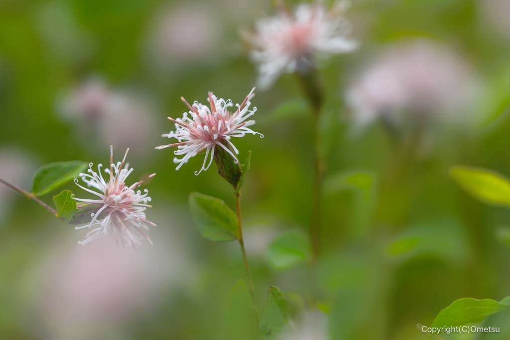 青梅・下山八幡神社から、日の出山の登山道の、コウヤボウキ
