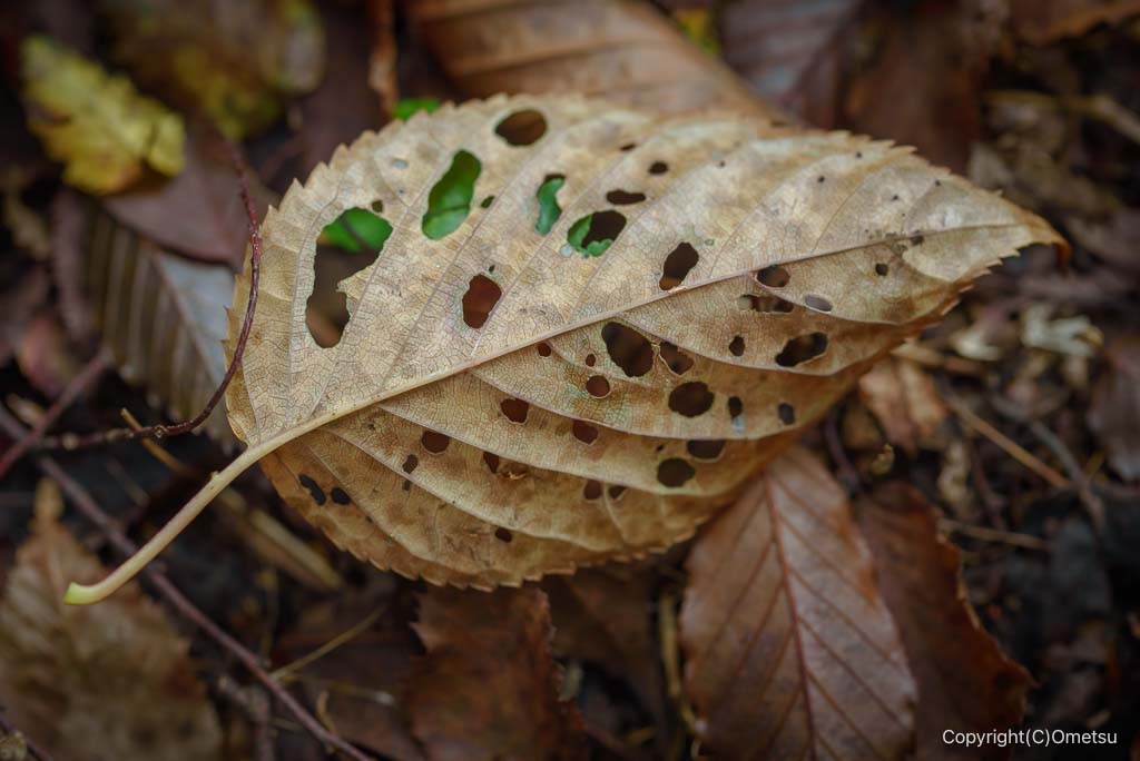 日の出山登山道の、枯れ葉