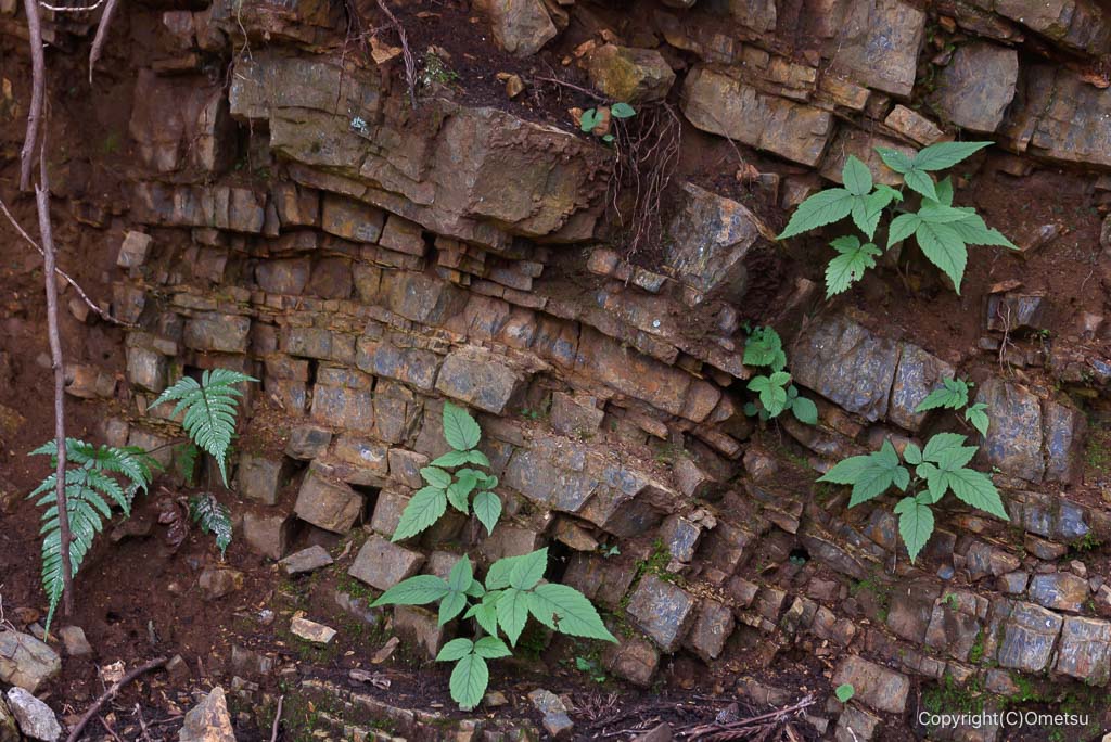 日の出山登山道の、岩