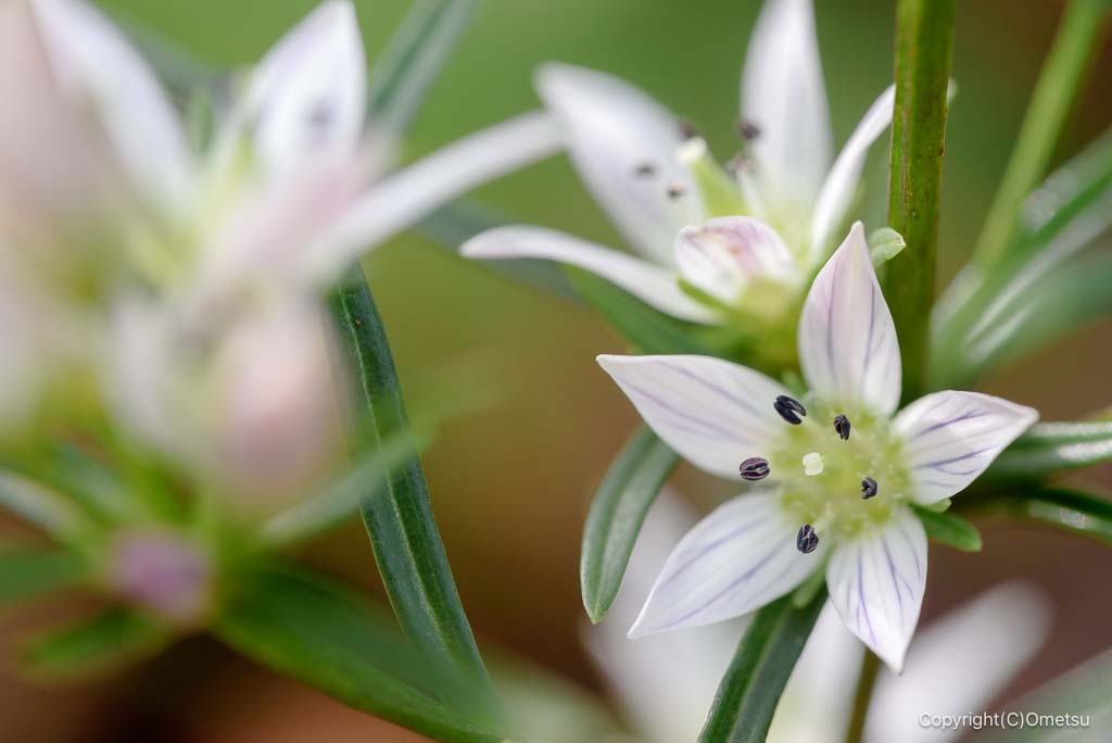 日の出山の、センブリ