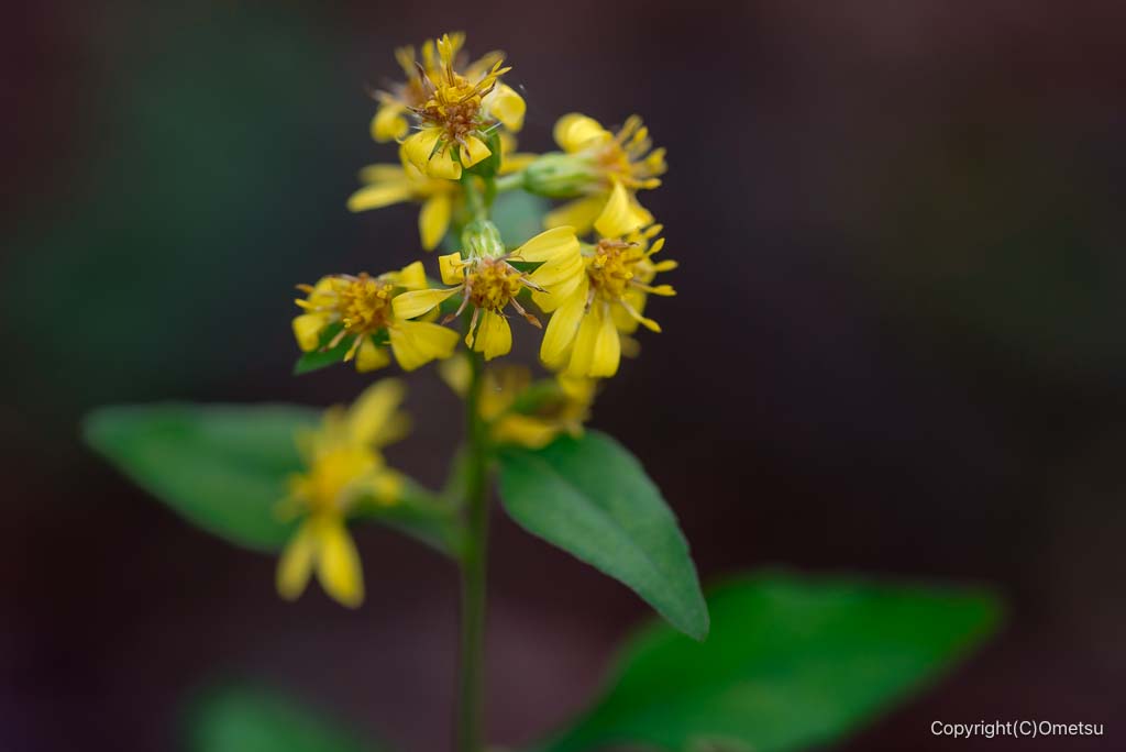 日の出山の、アキノキリンソウ
