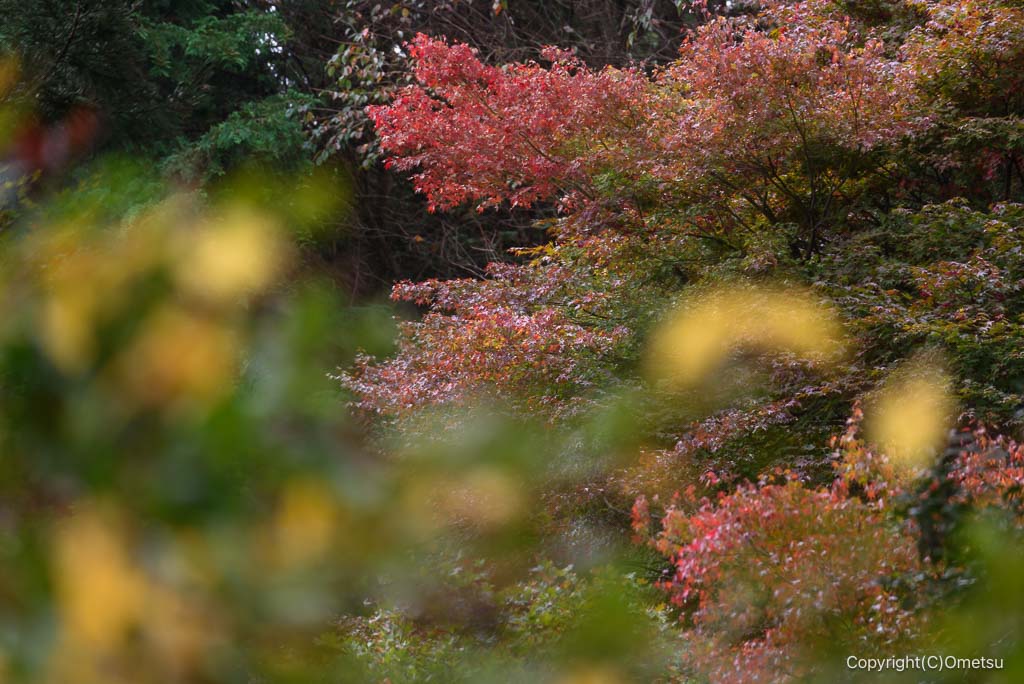 日の出山の紅葉