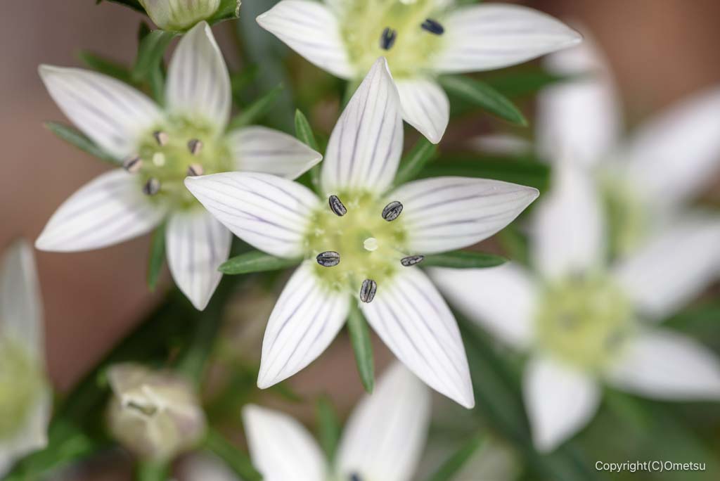 日の出山の、センブリ