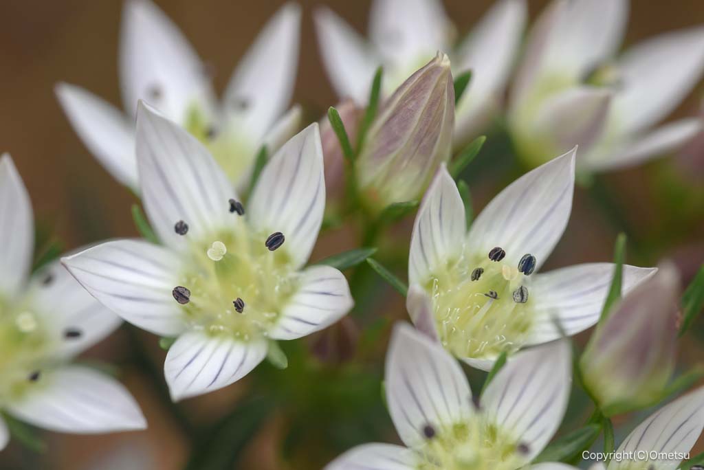 日の出山の、センブリ
