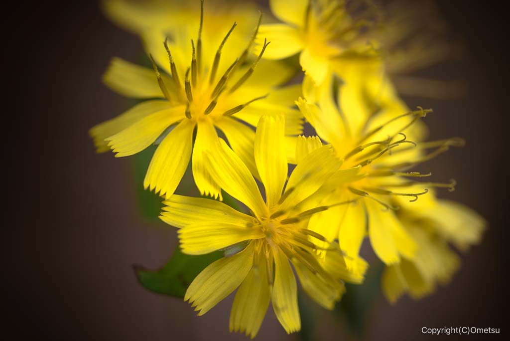 日の出山の、ヤクシソウ
