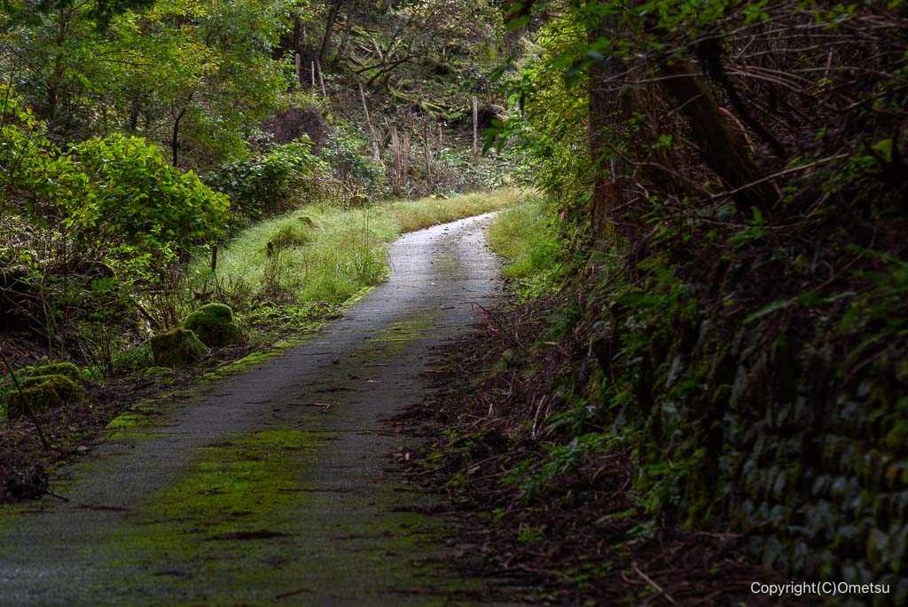 日の出山、平井川源流付近の林道