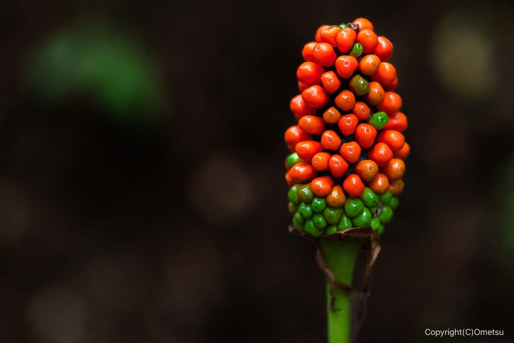 日の出山、マムシグサの実