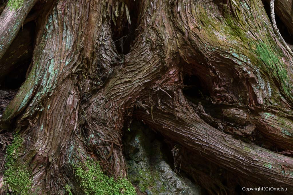 日の出山、木の根