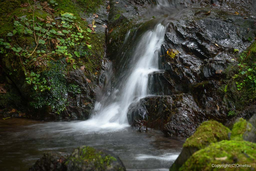 日の出山、平井川源流付近の沢