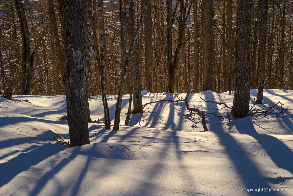 冬の雲取山の、森