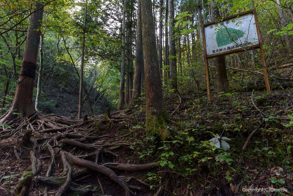 奥多摩町・海沢園地の道
