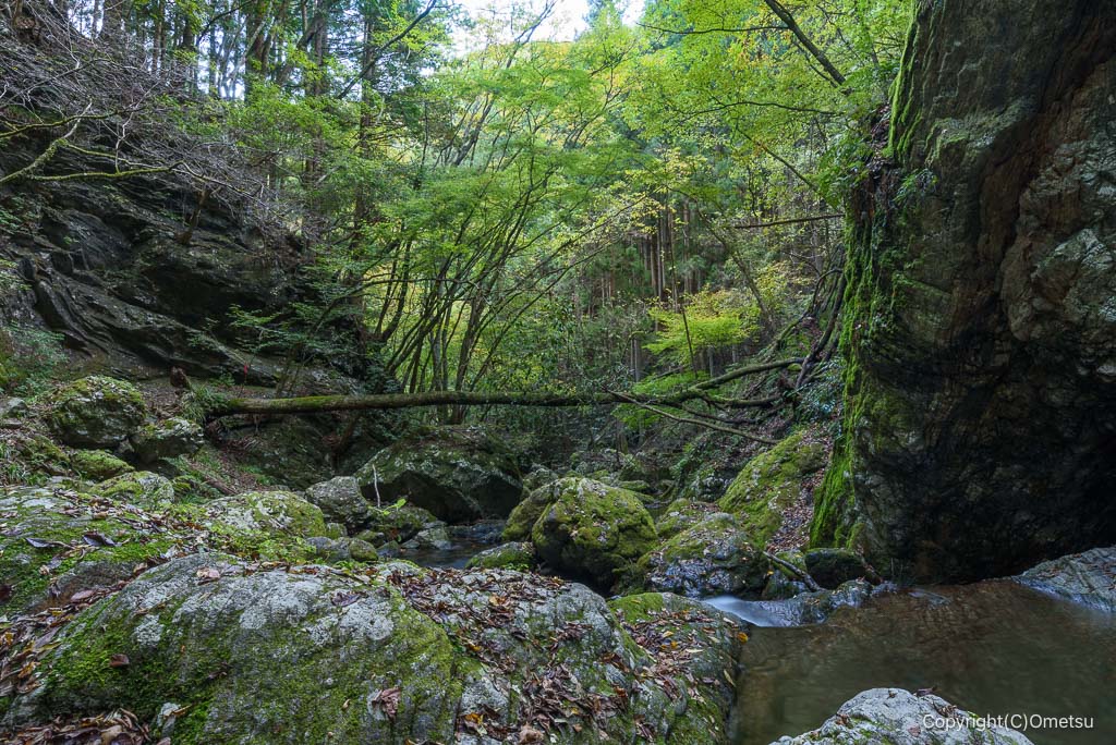 奥多摩町・海沢園地、ネジレの滝付近の沢