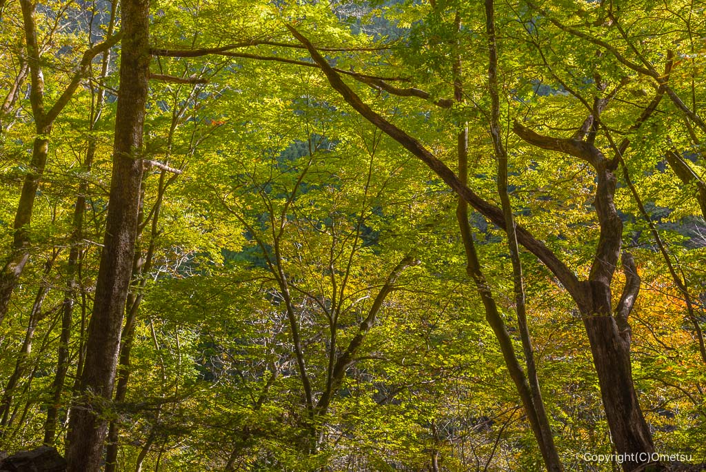 奥多摩町・海沢園地の黄葉