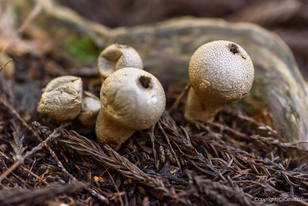 奥多摩町・海沢探勝路の、ホコリダケ
