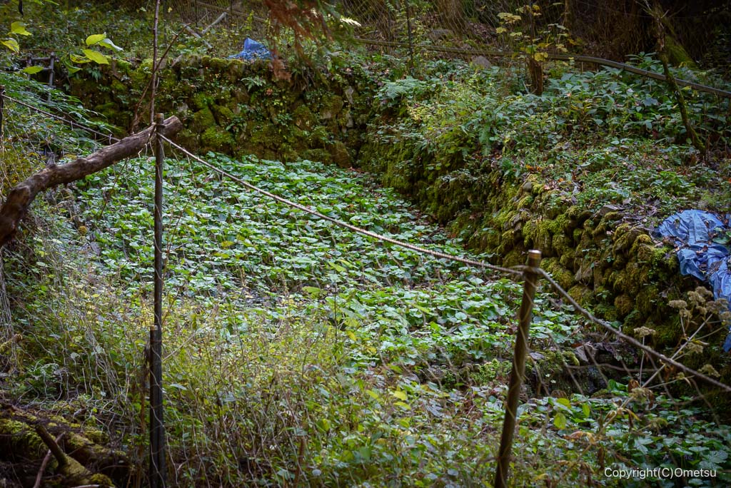 奥多摩町・海沢探勝路の、ワサビ棚