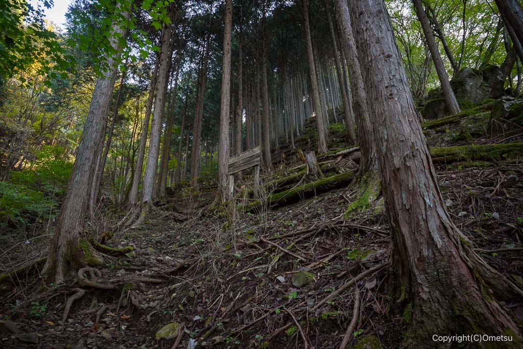 奥多摩町・海沢探勝路の、急登