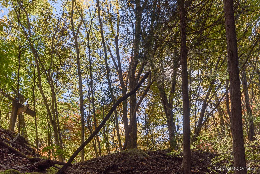 奥多摩町・海沢探勝路の、尾根道