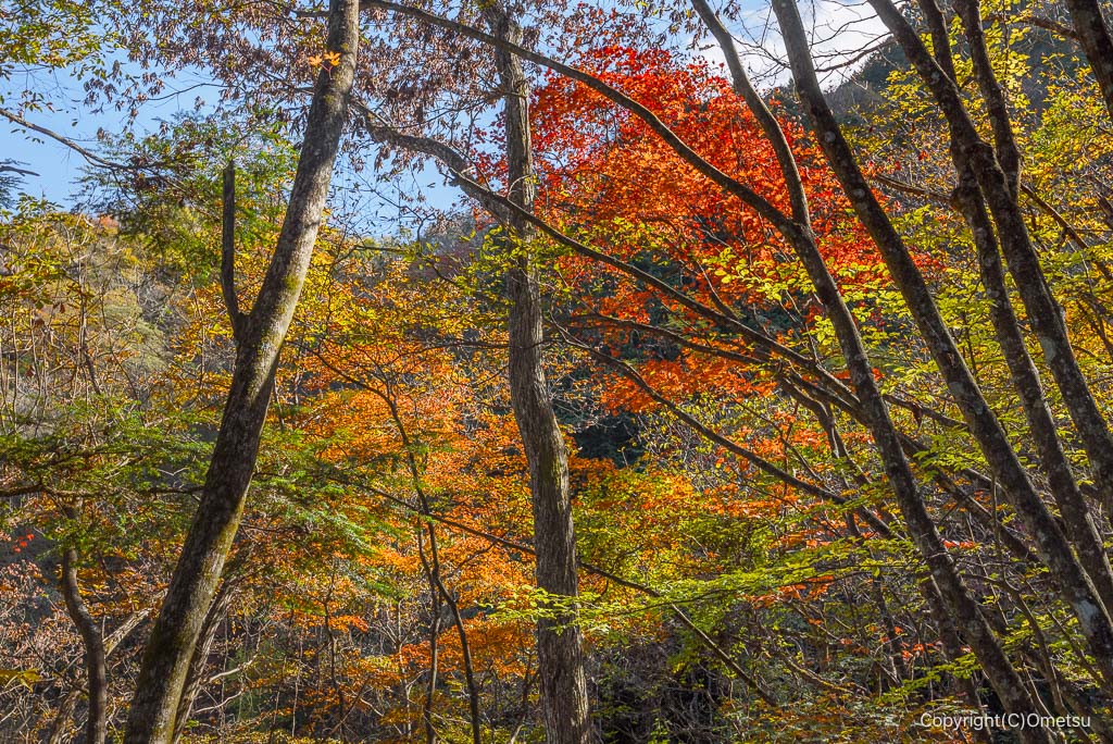 奥多摩町・海沢探勝路の、尾根道の紅葉