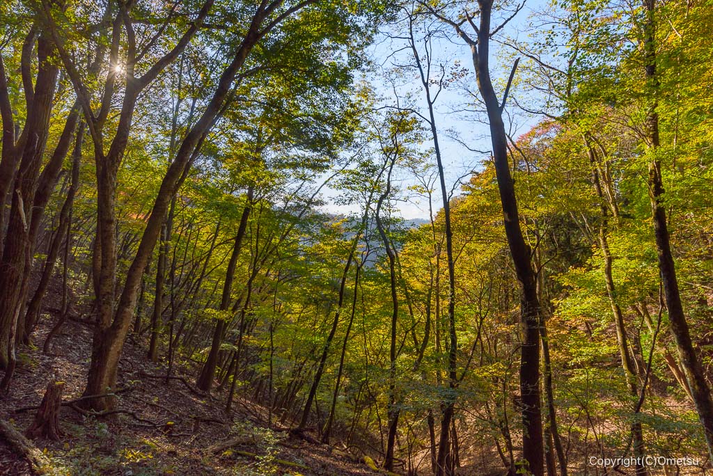 大岳山から御岳山登山道の、黄葉