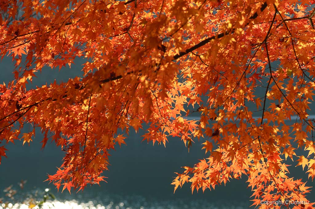 飯能市・名栗湖の紅葉