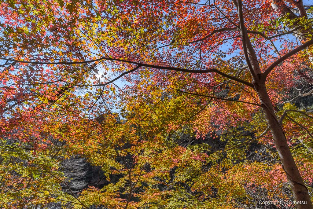 奥多摩町・氷川渓谷の紅葉