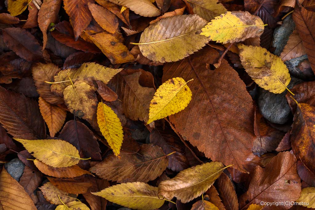 奥多摩・氷川渓谷の落ち葉