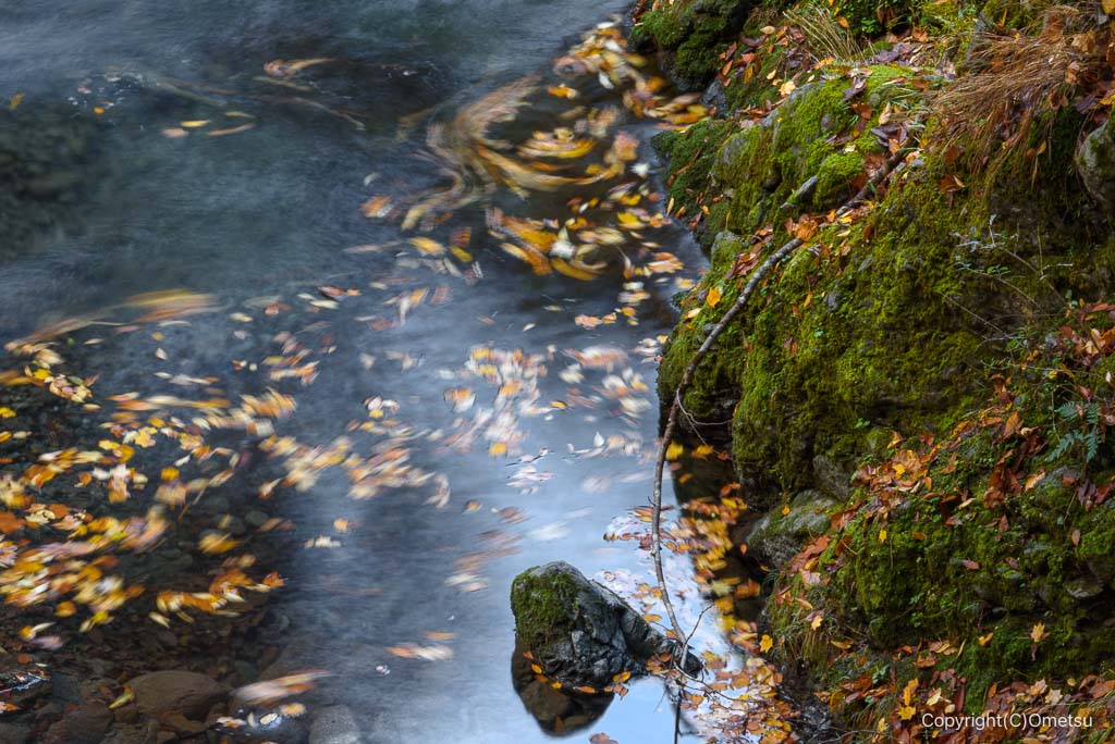 奥多摩・氷川渓谷の、木の葉の流れ
