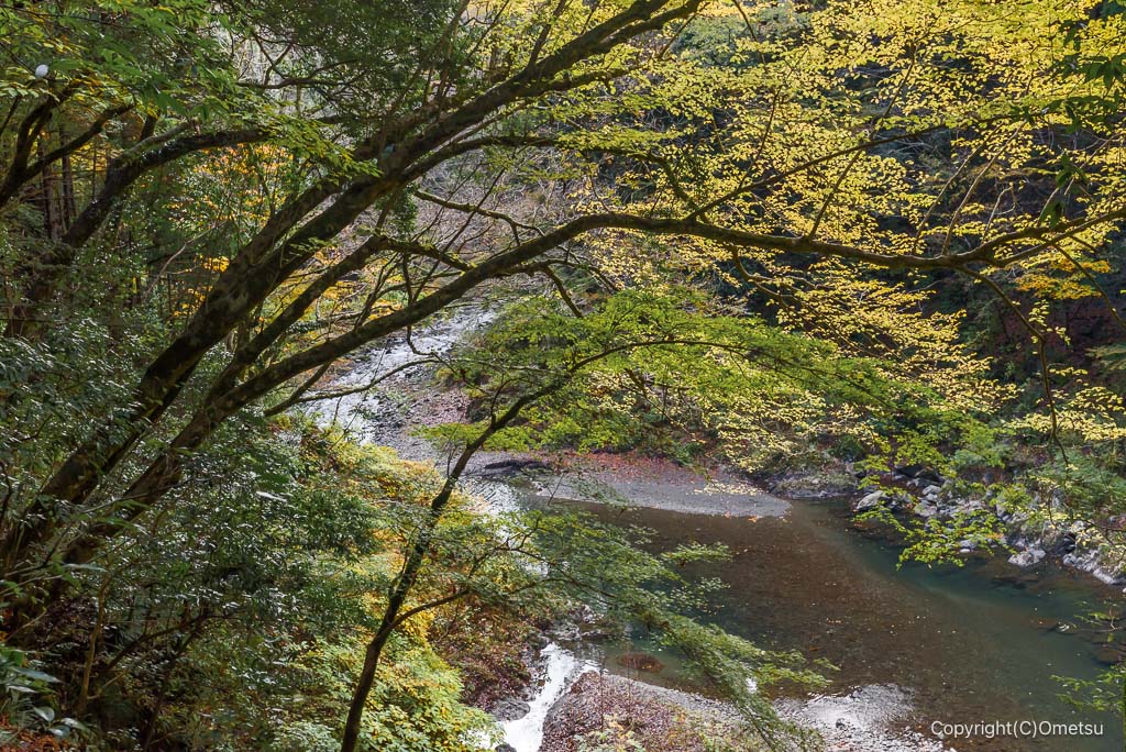 奥多摩・氷川渓谷の、多摩川と黄葉