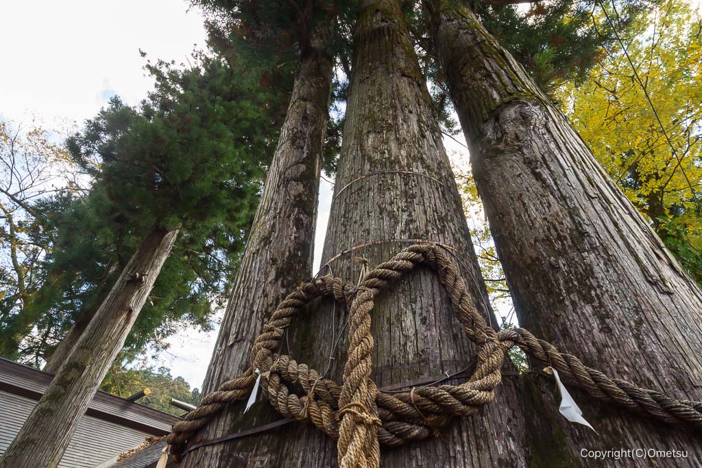 奥多摩・奥氷川神社の、三本杉