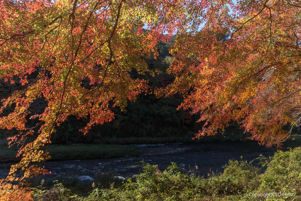 青梅・御岳渓谷・軍畑〜沢井間の紅葉
